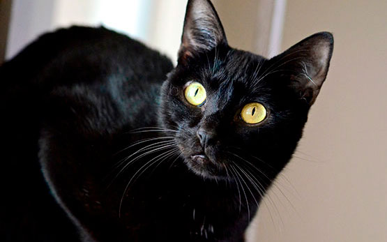 gato-preto-sorocaba-pretinho-basico-1