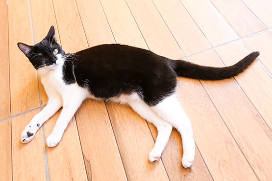 gatos-cafe-com--gato-campinas
