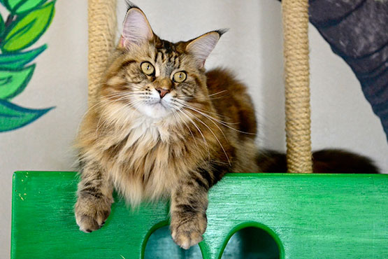 gatos-de-raca-sorocaba