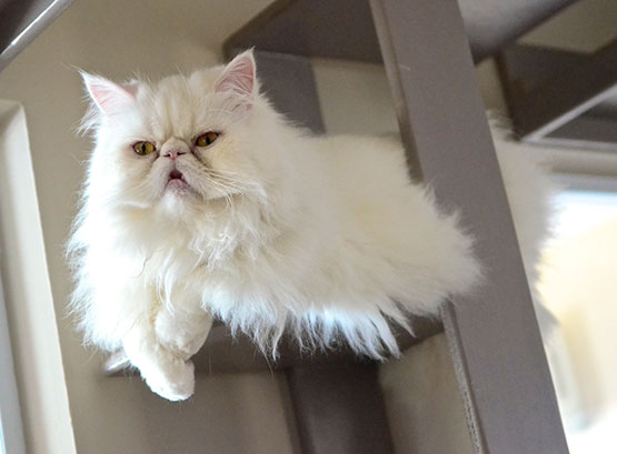 persa-gato-sorocaba