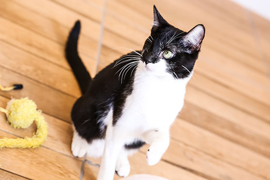 primeiro-cat-cafe-em-campinas