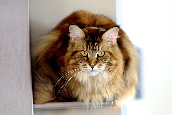 raca-maine-coon-gato
