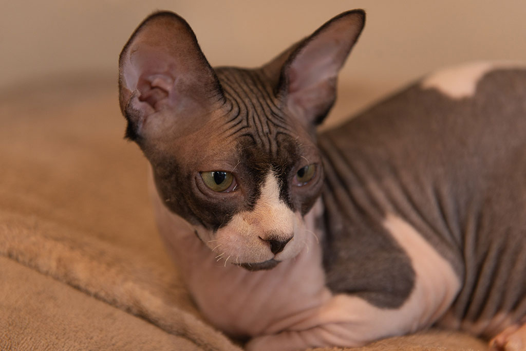 cat-cafe-em-sorocaba-são-paulo