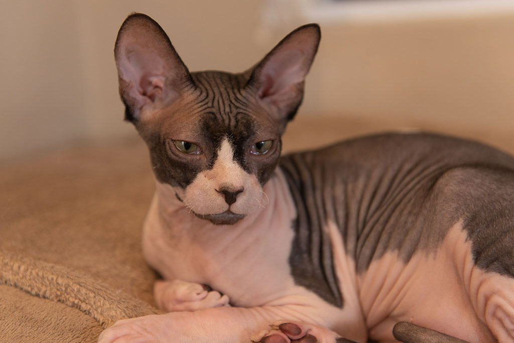 gato-sem-pelo-em-sorocaba